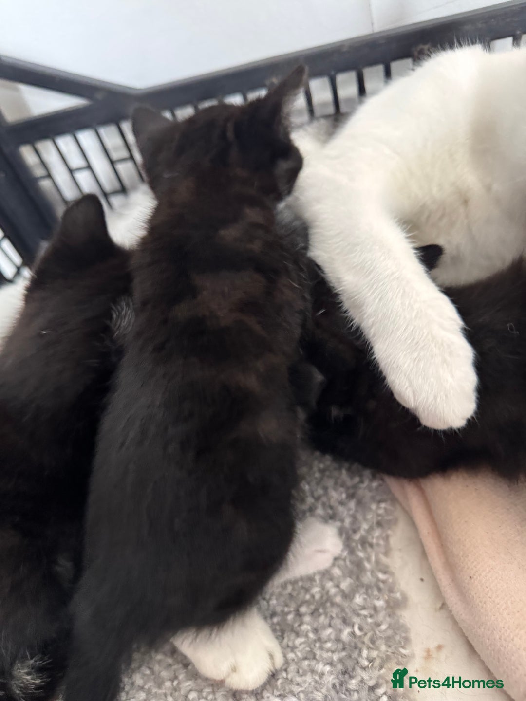Mixed Breed cats for sale: Three unique sweethearts looking for new homes 🏡  - Image 6