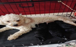 Poochon dogs for sale: POOCHON PUPPIES IN NORTHERN IRELAND - Image 7
