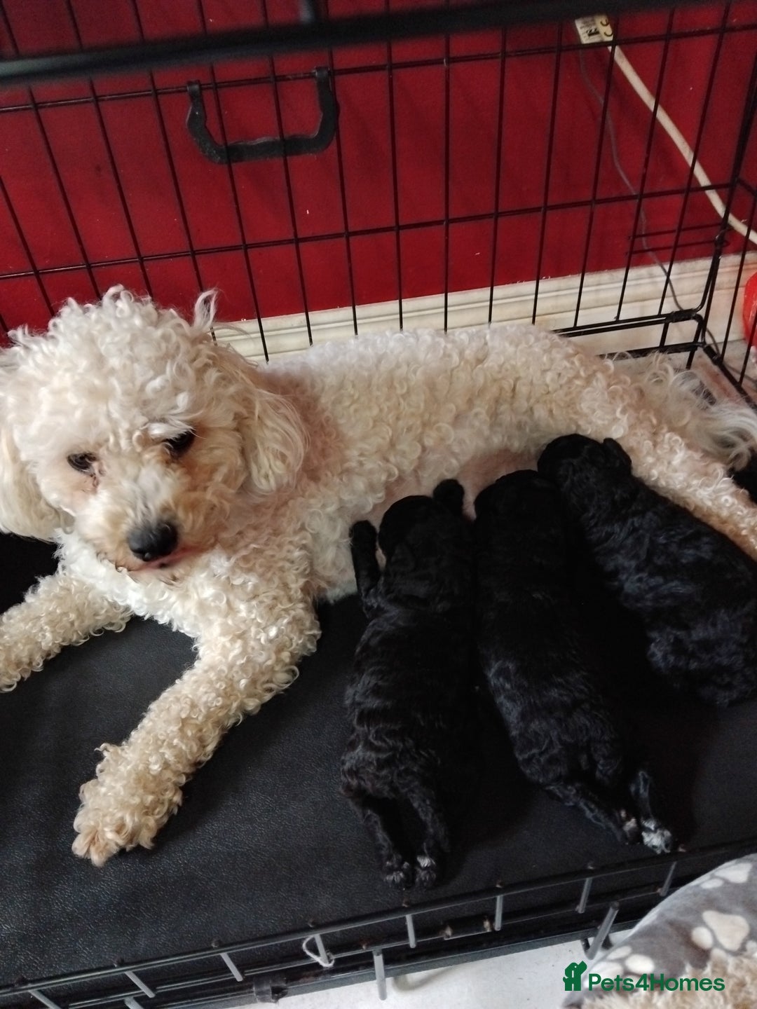 Poochon dogs for sale: POOCHON PUPPIES IN NORTHERN IRELAND - Image 7