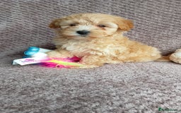 Maltipoo dogs for sale: F1 health tested toy (Asian) maltipoos🩷🩷 - Image 8