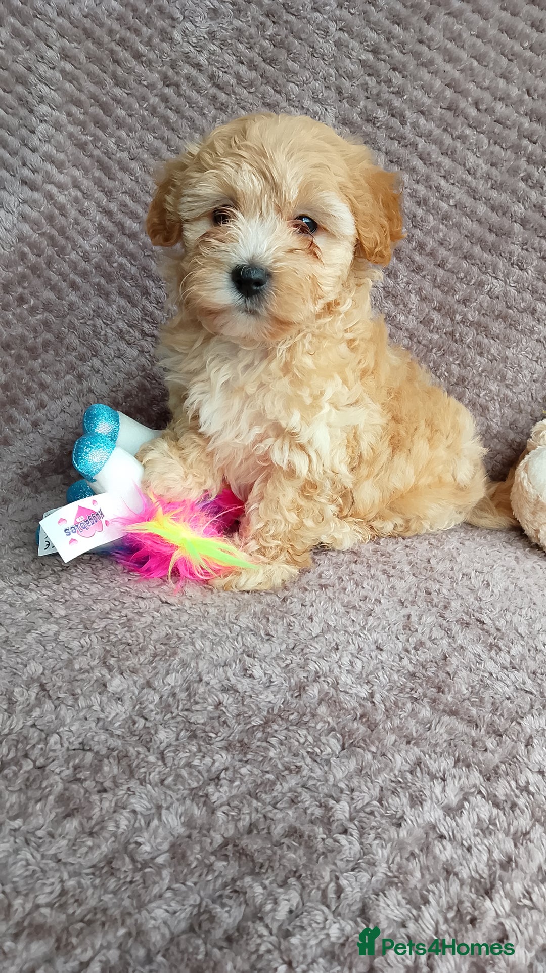 Maltipoo dogs for sale: F1 health tested toy (Asian) maltipoos🩷🩷 - Image 8