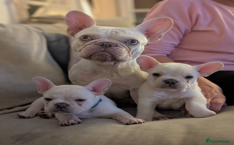 French Bulldog dogs - Advert 2