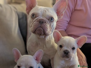 French Bulldog dogs - Advert 29