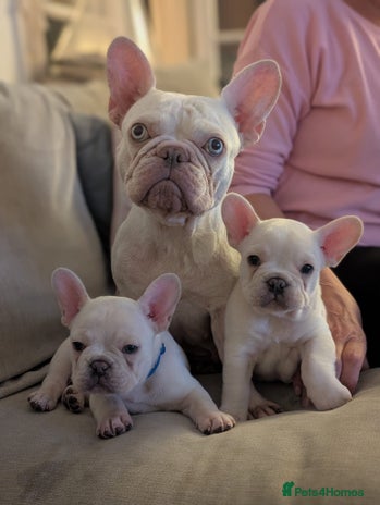 French Bulldog dogs - Advert 4