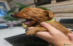 Cockapoo dogs for sale: F2 cockapoo boys 1 left available  - Advert 19