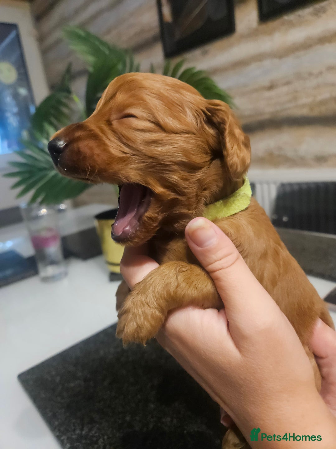 Cockapoo dogs for sale: F2 cockapoo boys 1 left available  - Advert 19