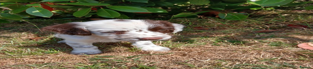 English Springer Spaniel Puppy 4