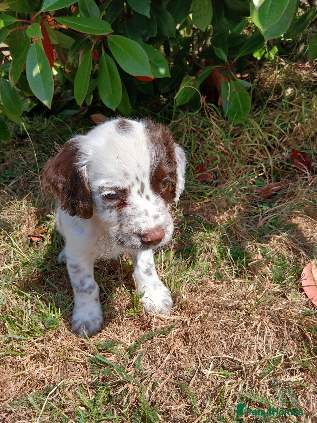 English Springer Spaniel dogs for sale: Kc Reg English Springer spaniel boys in Dorchester - Image 34