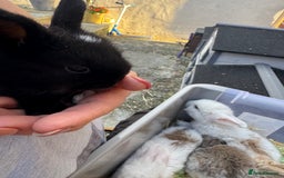 Mini Lop rabbits for sale: Mini lop baby rabbits for sale - Image 11