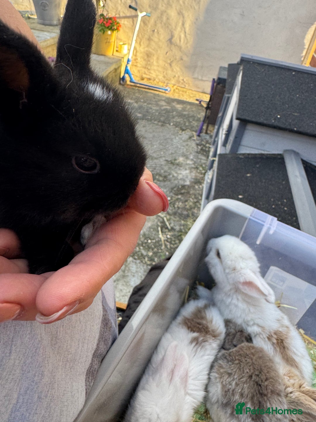 Mini Lop rabbits for sale: Mini lop baby rabbits for sale - Image 11