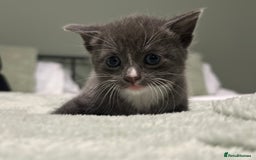 Brazilian Shorthair cats for sale: Kittens for sale  - Image 3