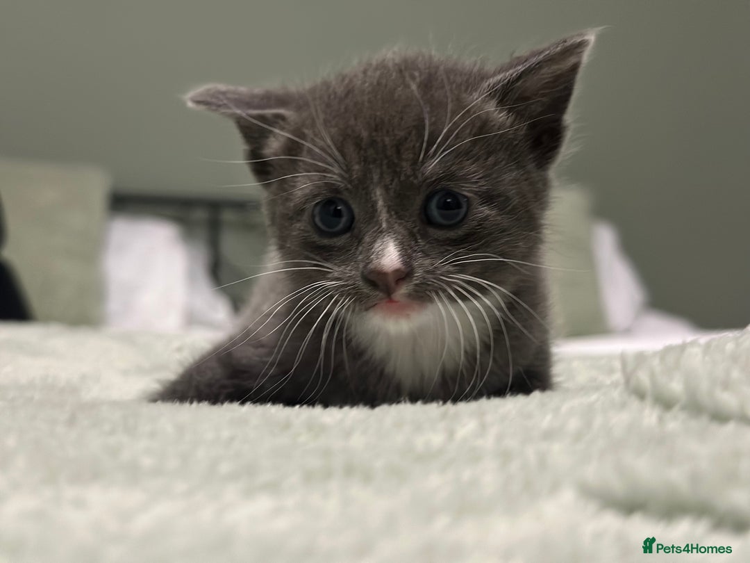 Brazilian Shorthair cats for sale: Kittens for sale  - Image 3