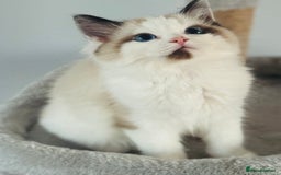 Ragdoll cats for sale: Tica ActiveChampion Blood, Full peddigree Kittens in Leicester - Image 19