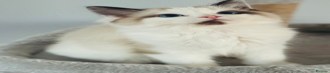 Ragdoll Kitten 4