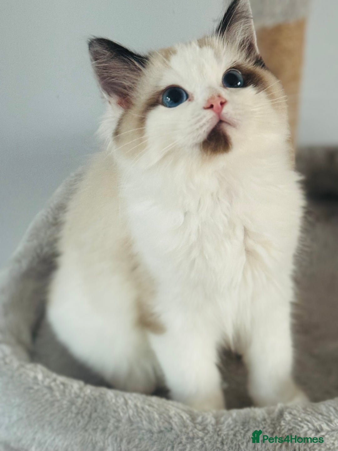 Ragdoll cats for sale: Tica ActiveChampion Blood, Full peddigree Kittens in Leicester - Image 19