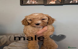 Cavapoo dogs for sale: Cavapoo puppies  - Image 6