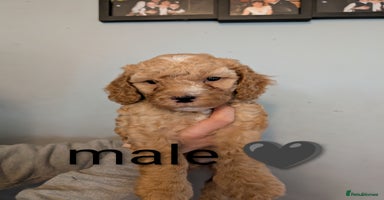 Cavapoo dogs - Advert 14
