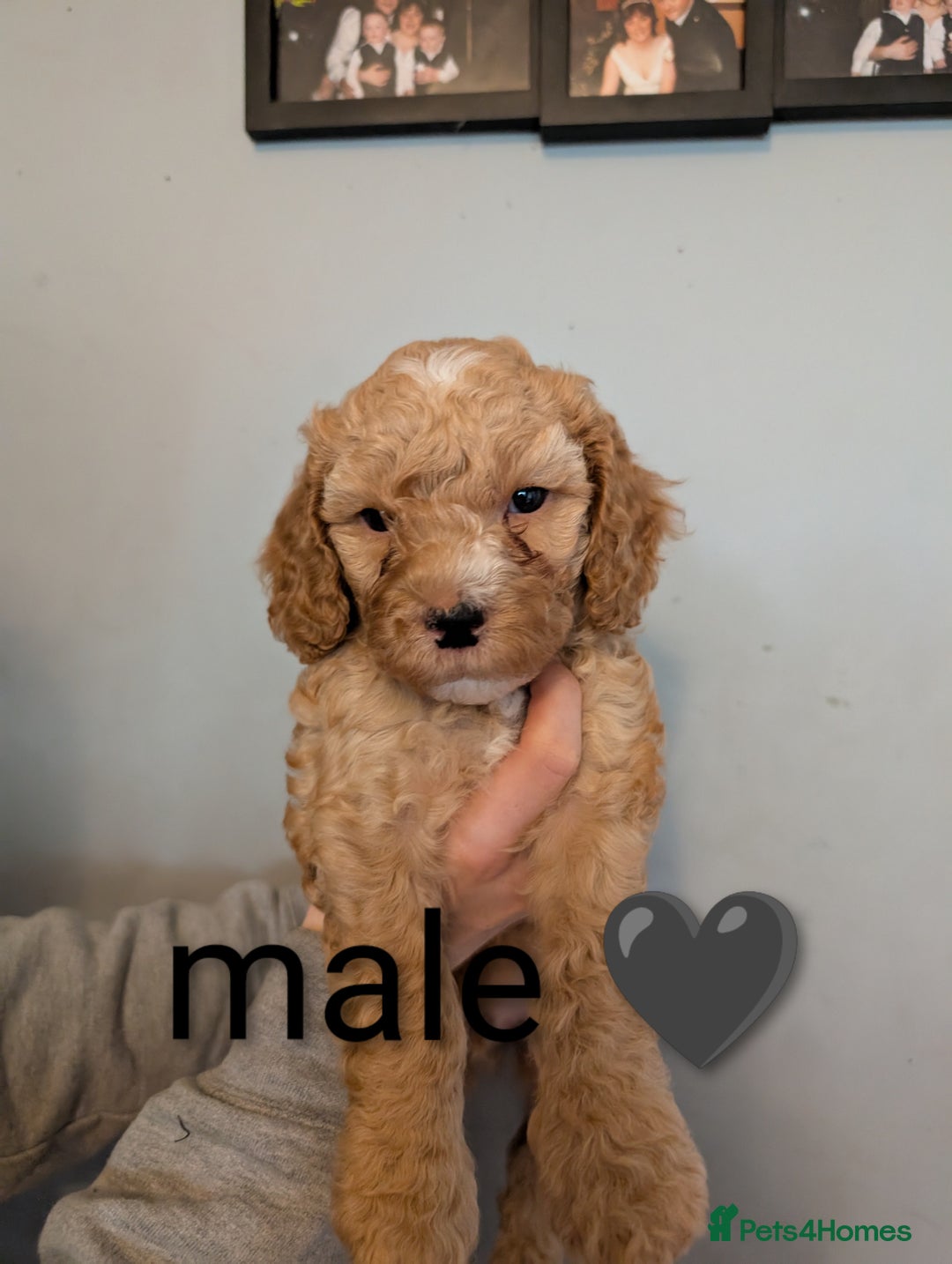 Cavapoo dogs for sale: Cavapoo puppies  - Image 6