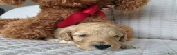 Cockapoo dogs for sale: Golden Cockapoo Puppies - Advert 10