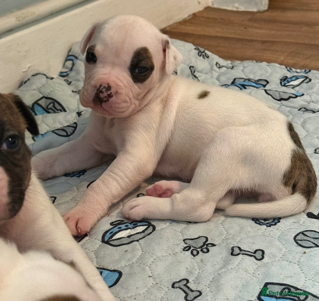American Bulldog dogs American Bulldog Puppies.  - Advert 6