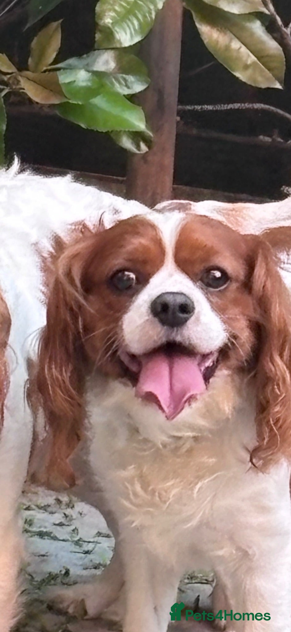 Cavalier King Charles Spaniel dogs Male cavalier King Charles  - Advert 1