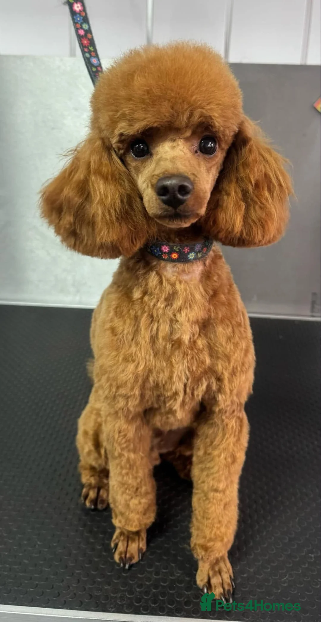 Maltipoo dogs for sale: Beautiful  Maltipoo puppies 🥰 - Advert 16