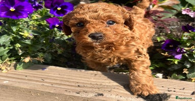 Toy Poodle dogs - Advert 4