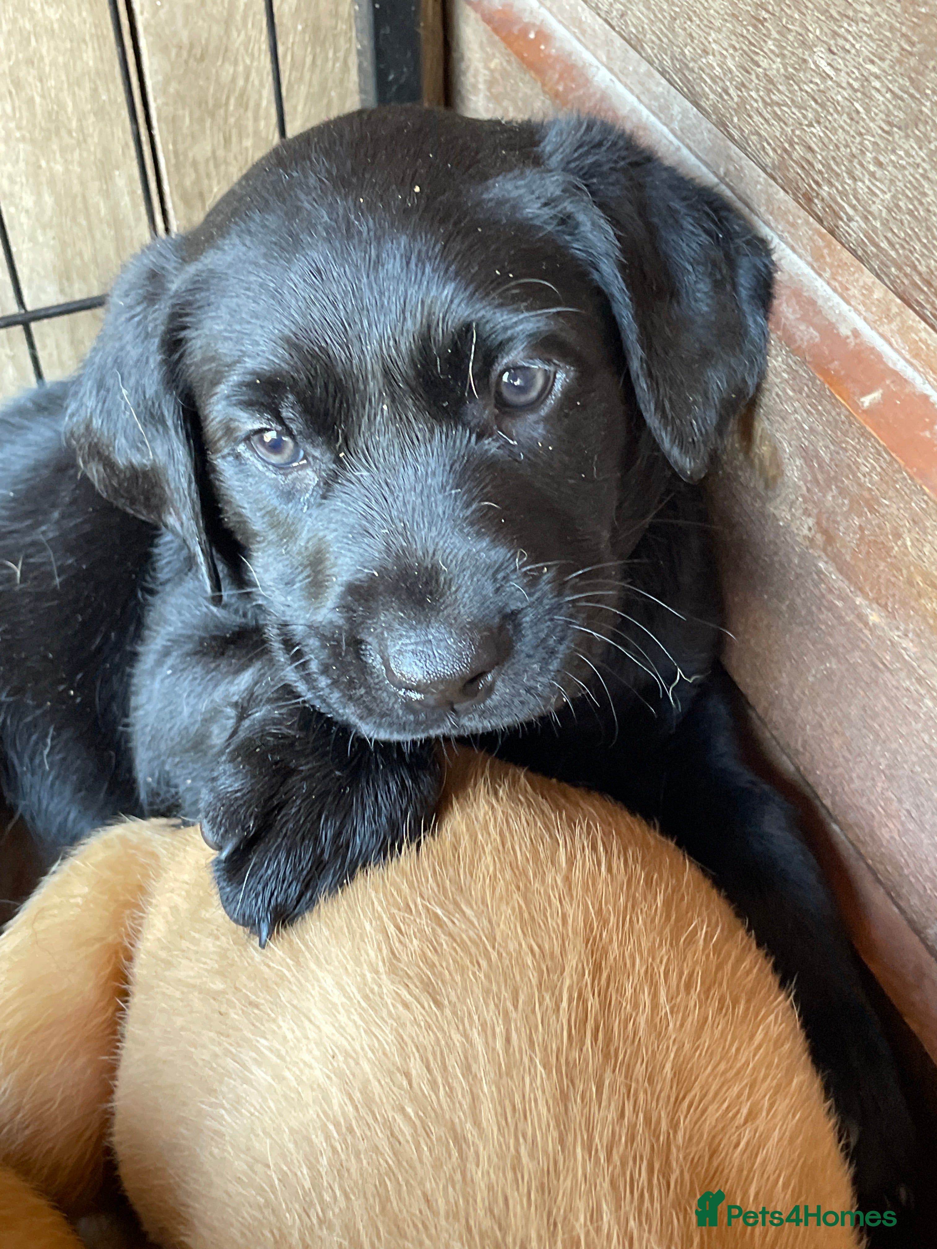 Labrador Retriever dogs KC Reg Labrador puppies  - Advert 2