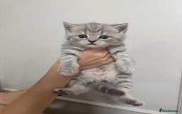 British Shorthair cats for sale: Adorable british shorthair kittens - Image 11