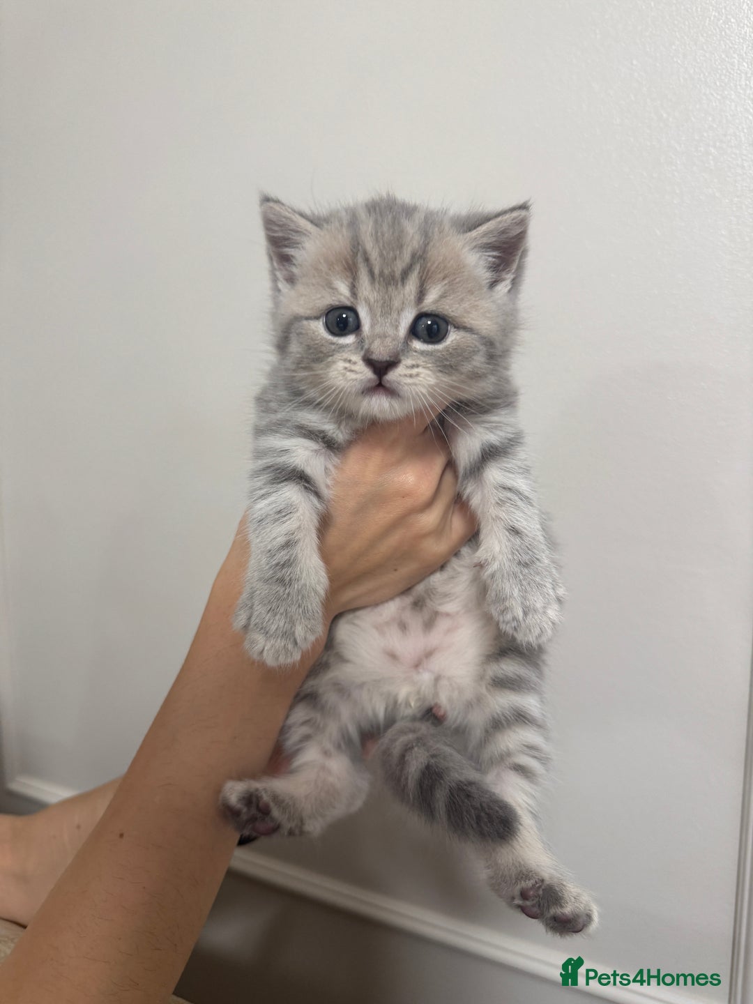 British Shorthair cats for sale: Adorable british shorthair kittens - Image 11