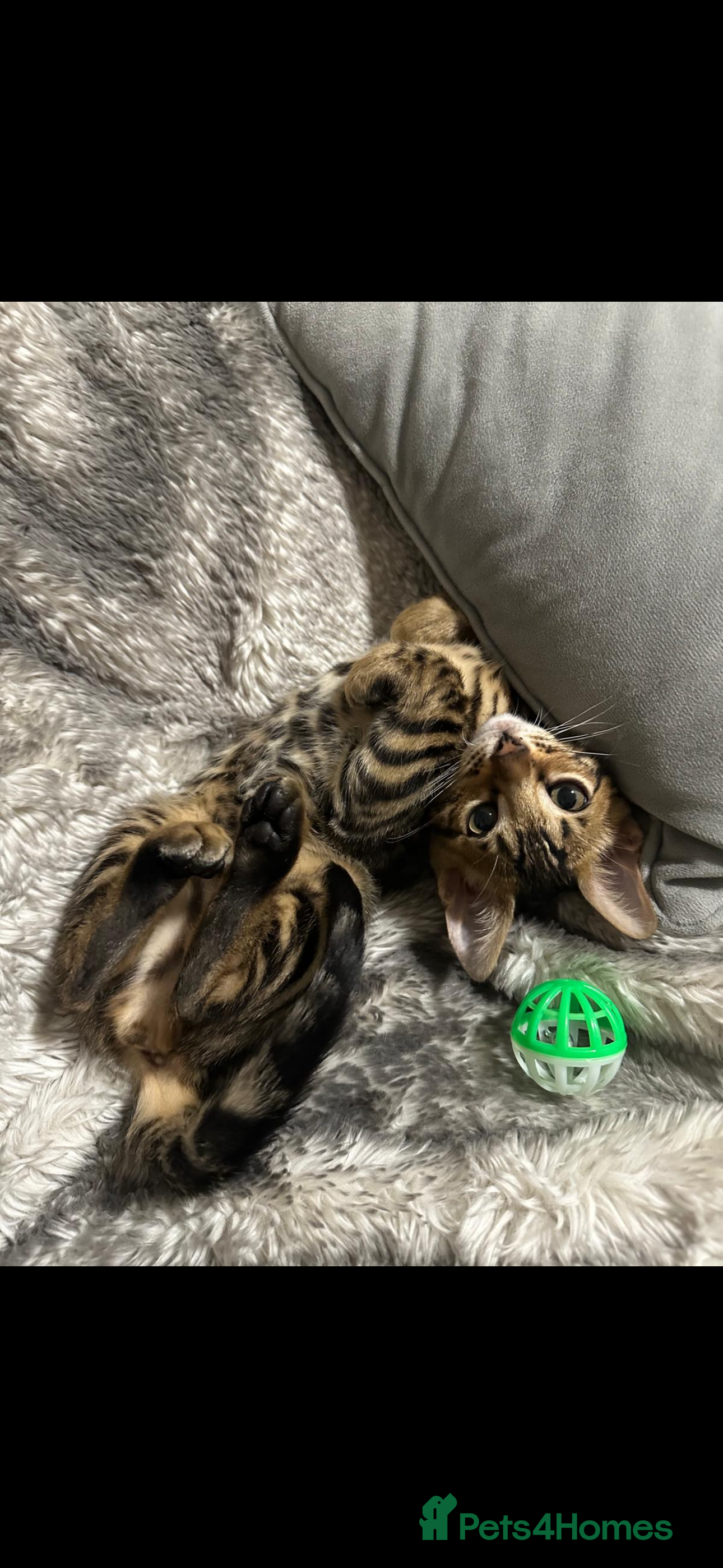 Bengal cats Beautiful little Bengal girl 🤎 - Advert 9