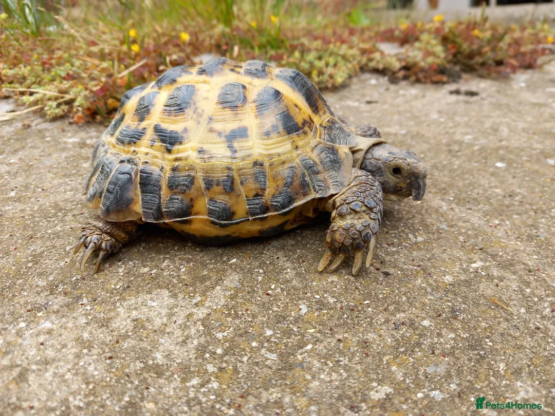 Tortoise reptiles for sale: For Sale 12 year old Male Tortoise and 2 x houses - Advert 1