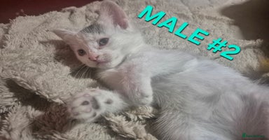 Mixed Breed cats - Advert 3