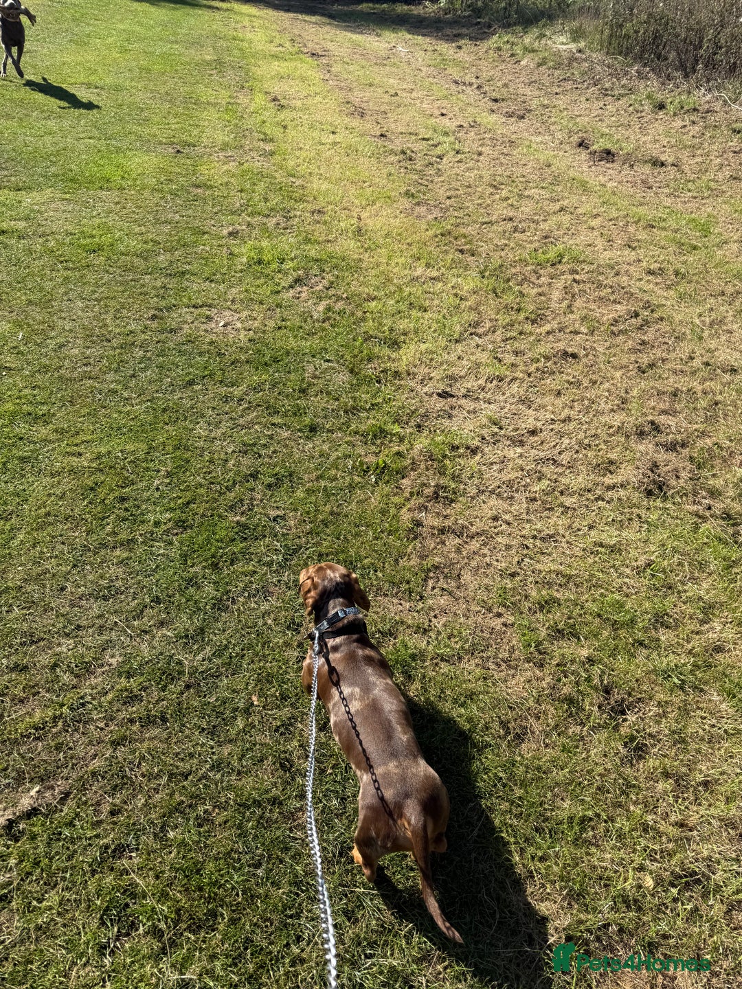 Dachshund dogs for stud: Dachshund for stud - Image 3