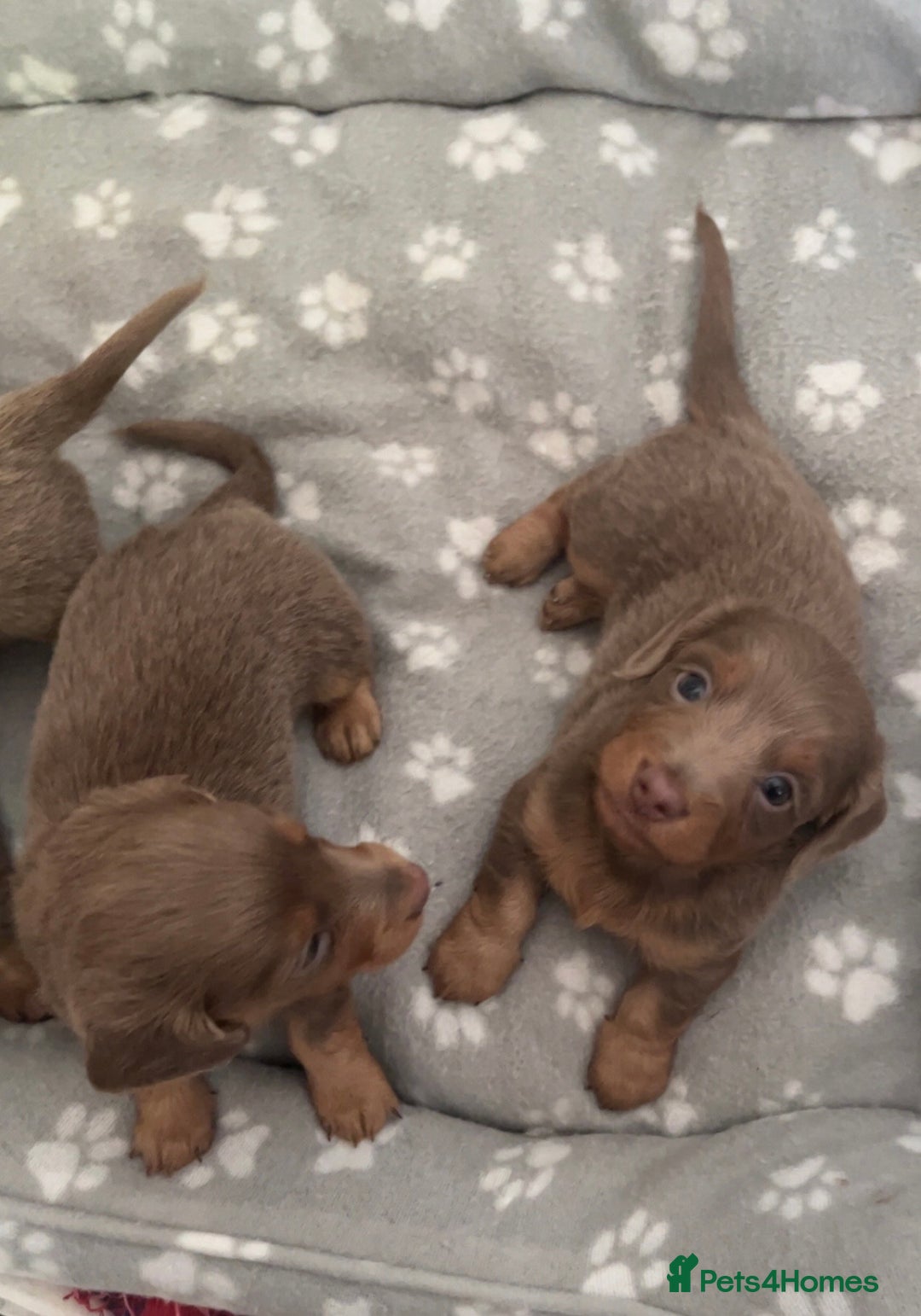 Miniature Dachshund dogs for sale: Mini longhaired Isabella/tan Dachshunds VACCINATED - Image 20