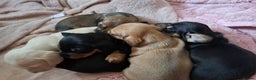 Miniature Dachshund dogs for stud: KC REG LONG HAIRED CREAM MINIATURE DACHSHUND STUD in Cambridge - Advert 31