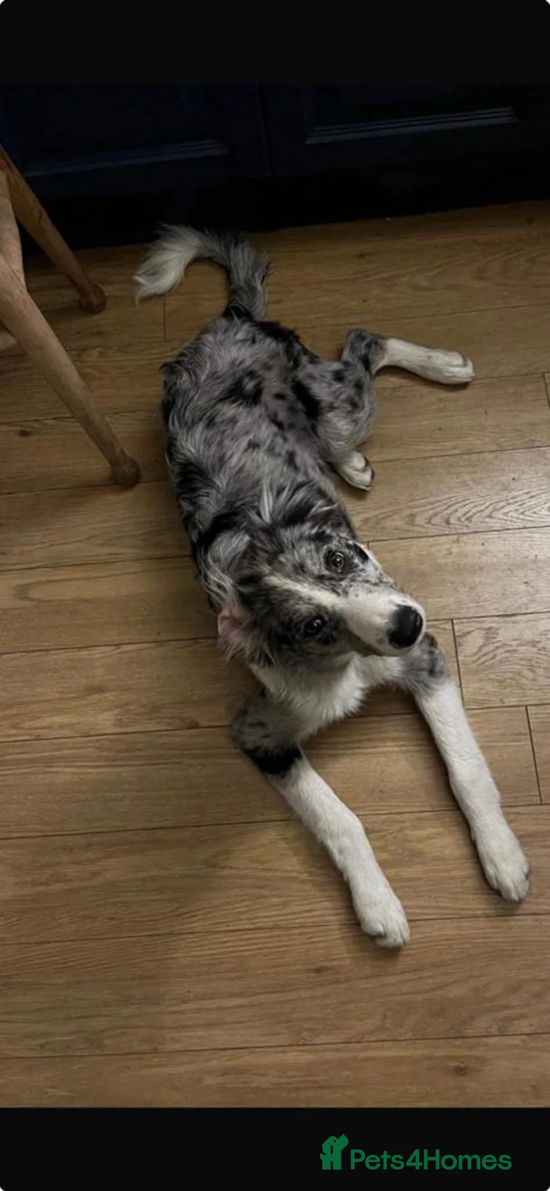 Border Collie dogs for stud: Proven pure bred tri coloured merle collie stud in Fakenham - Advert 33