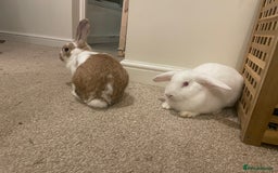 French Lop rabbits for sale: 4 x mixed breed lop bunnies 2 x albino REW 2 x not - Image 10