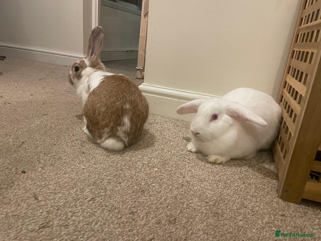 French Lop rabbits for sale: 4 x mixed breed lop bunnies 2 x albino REW 2 x not - Image 10