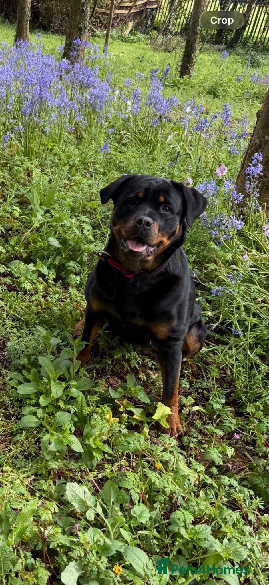 Rottweiler dogs Male Rottweiler puppy  - Advert 11