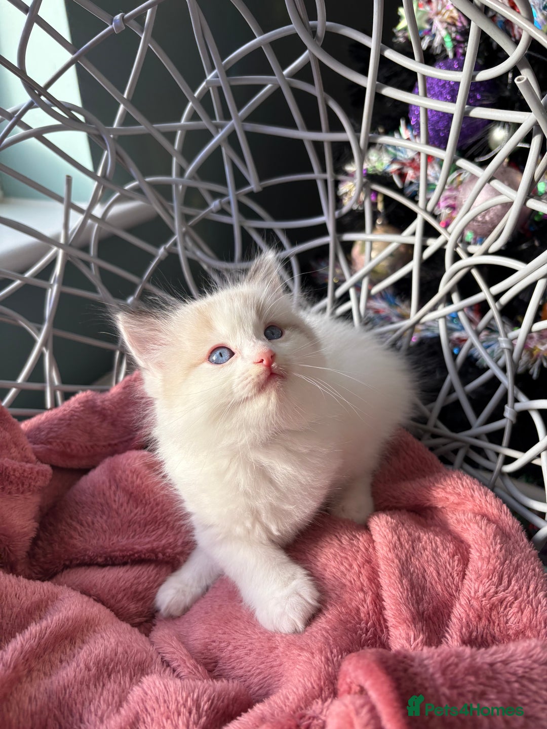 Ragdoll cats for sale: TICA Pedigree Bicolour Ragdoll kittens - Advert 19