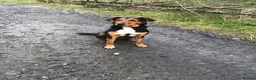 Mixed Breed dogs for sale: Hunterway x collie  in Builth Wells - Advert 1