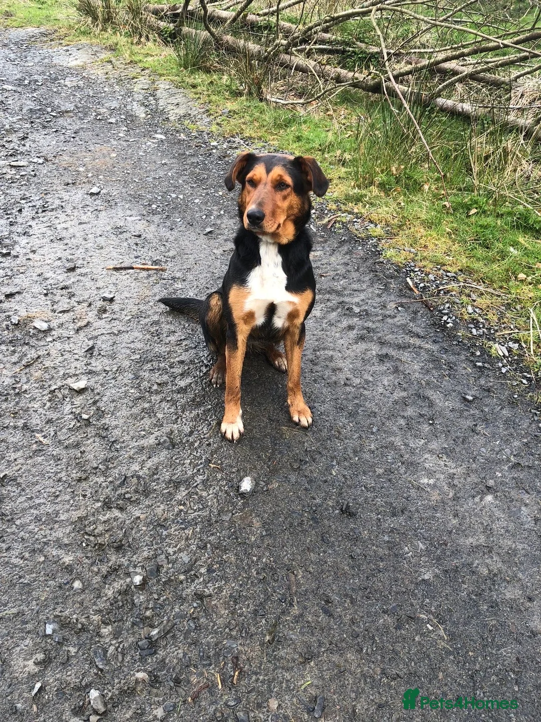 Mixed Breed dogs for sale: Hunterway x collie  in Builth Wells - Advert 1