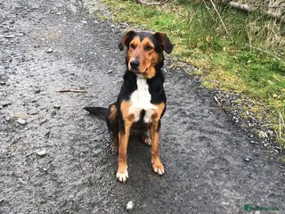 Mixed Breed dogs Hunterway x collie - Advert 13