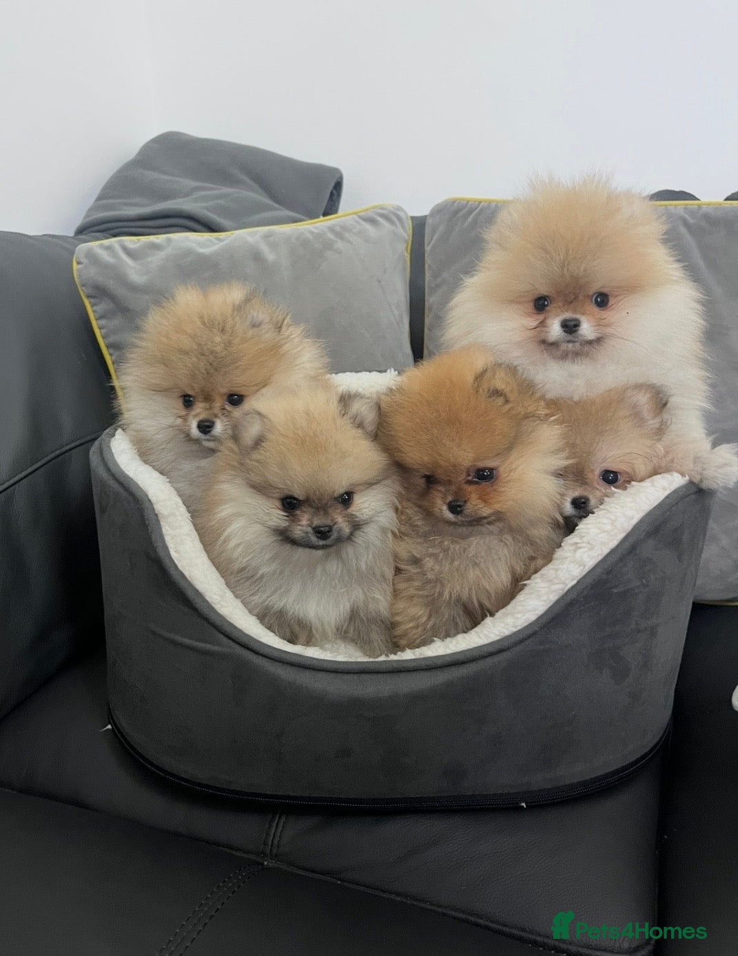 Pomeranian dogs 🐾Outstanding 🐻KC Registered  - Advert 1