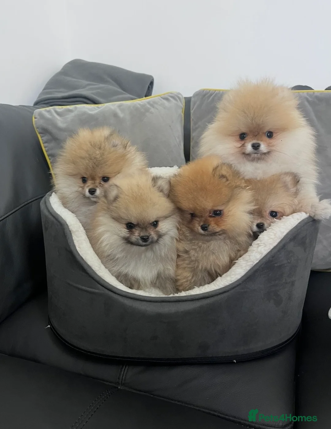 Pomeranian dogs for sale: 🐾Outstanding 🐻KC Registered  - Advert 1
