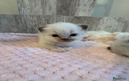 Ragdoll cats for sale: Beautiful Ragdoll Kittens  - Image 21