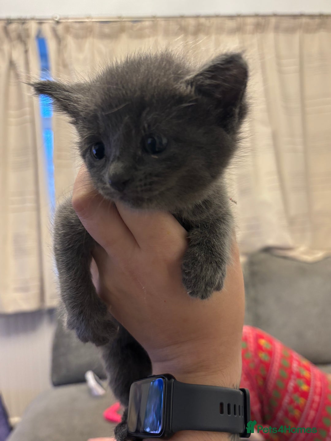 Mixed Breed cats for sale: Beautiful kittens ready for 5/11/28 - Image 9