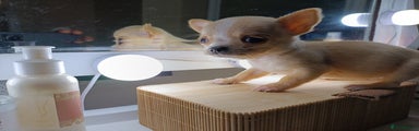 Chihuahua Puppy 4
