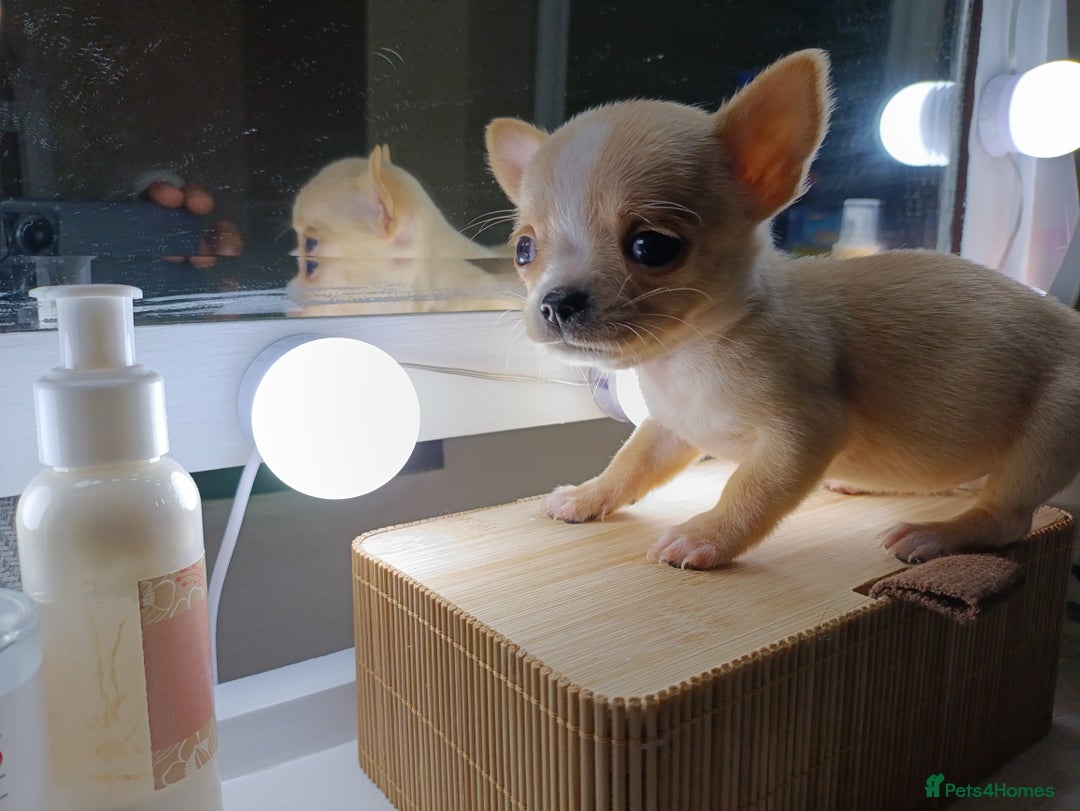 Chihuahua dogs for sale: 1 boys 3 girl pedigree chihuahua - Advert 22